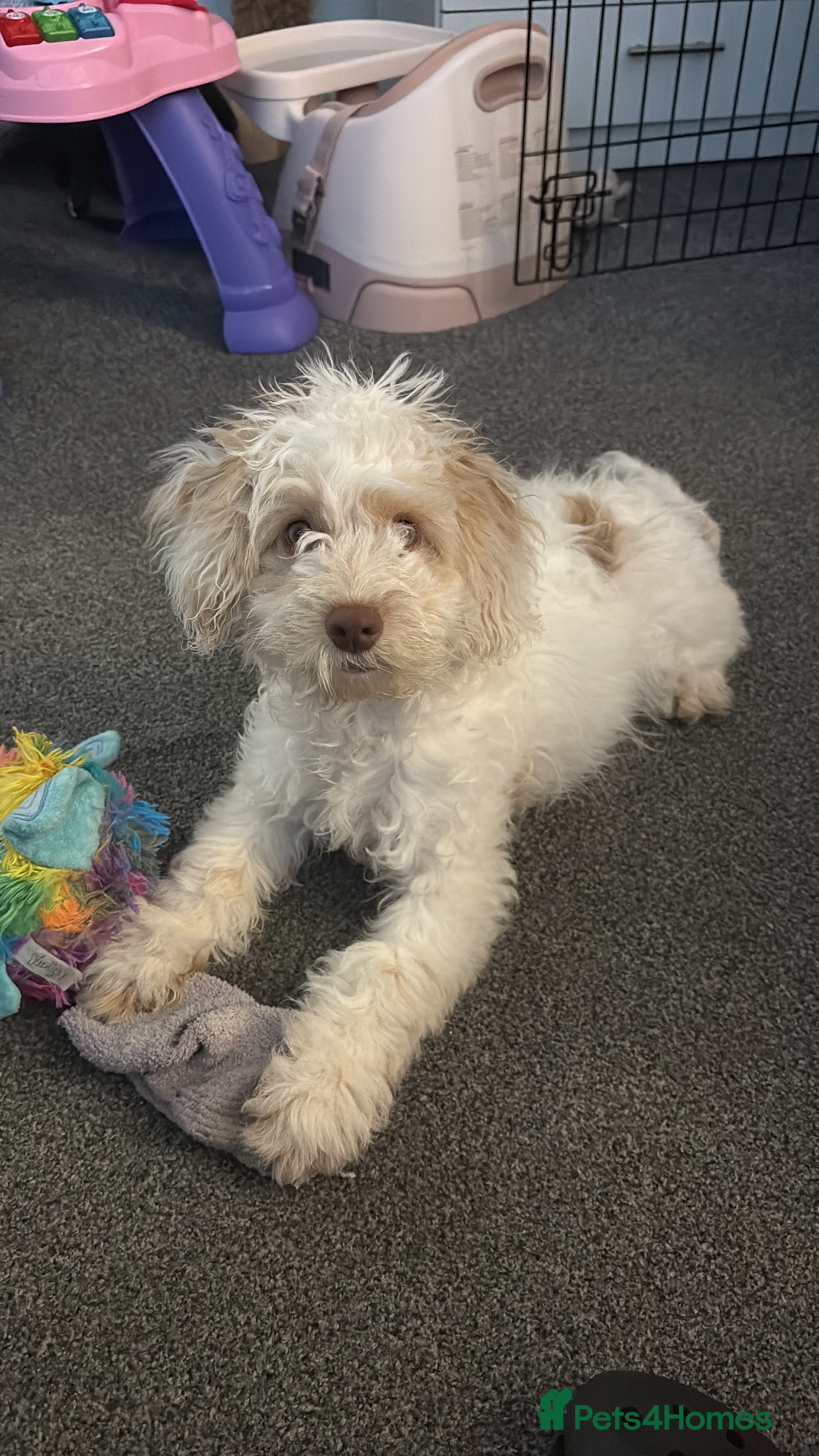 Mixed Breed dogs Springerpoo puppy  - Advert 1