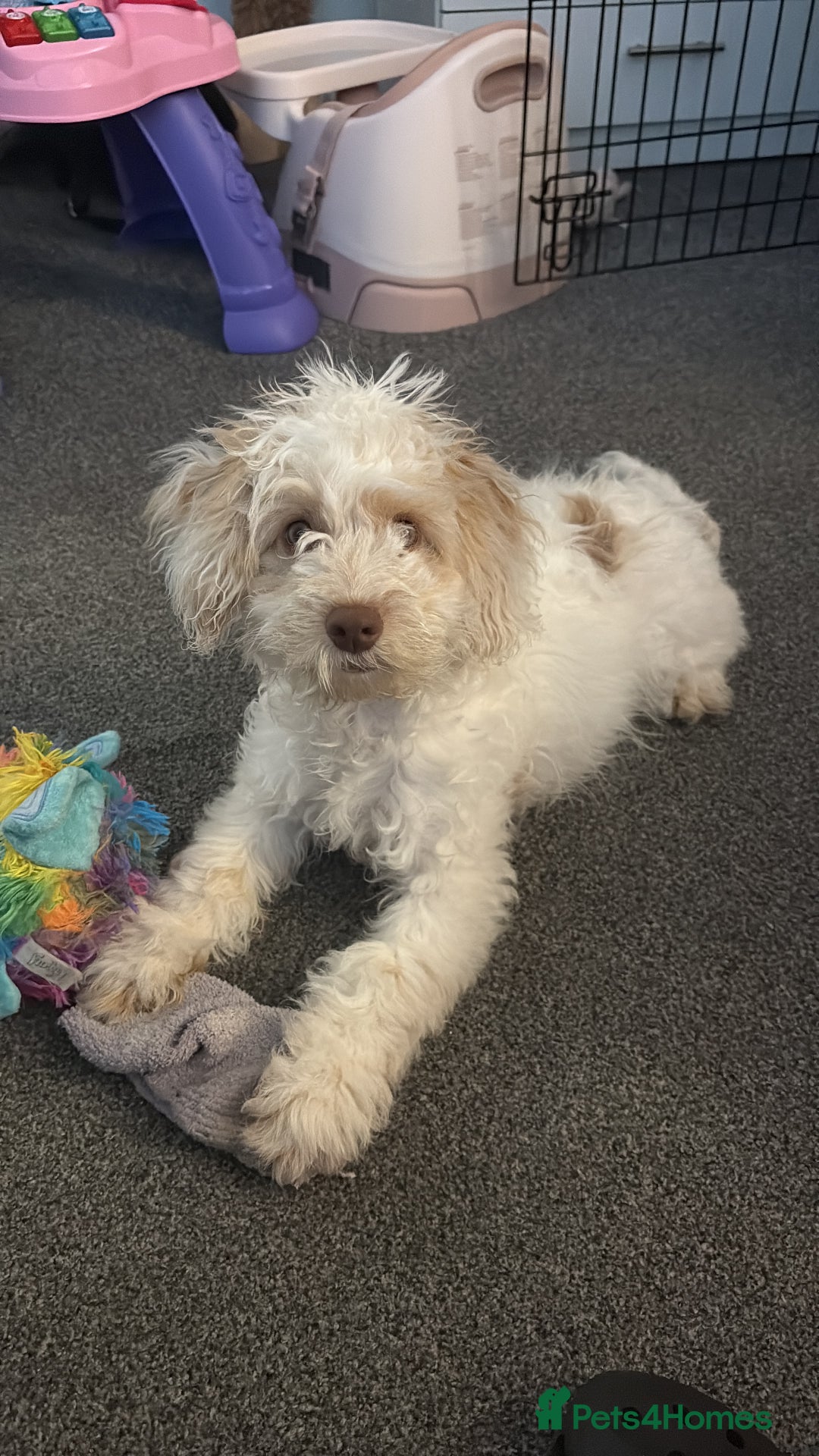 Mixed Breed dogs for sale: Springerpoo puppy  - Advert 1