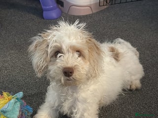 Mixed Breed dogs Springerpoo puppy - Advert 1