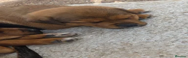 Mixed Breed 1
