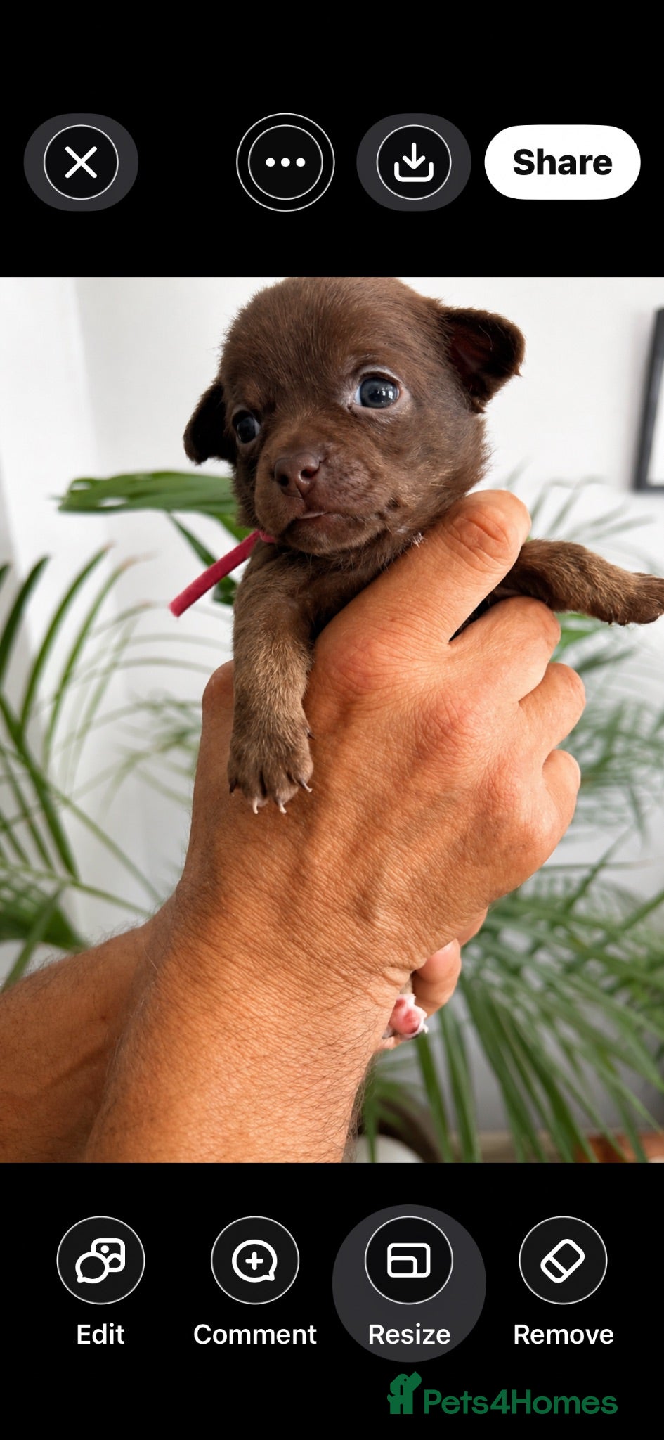 Chihuahua dogs Pure bred apple head chihuahuas ! 💕250 deposit  - Advert 2