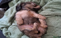 Miniature Dachshund dogs for sale: 3 Cute Longhaired Mini Dachshunds Pedigree - Image 16