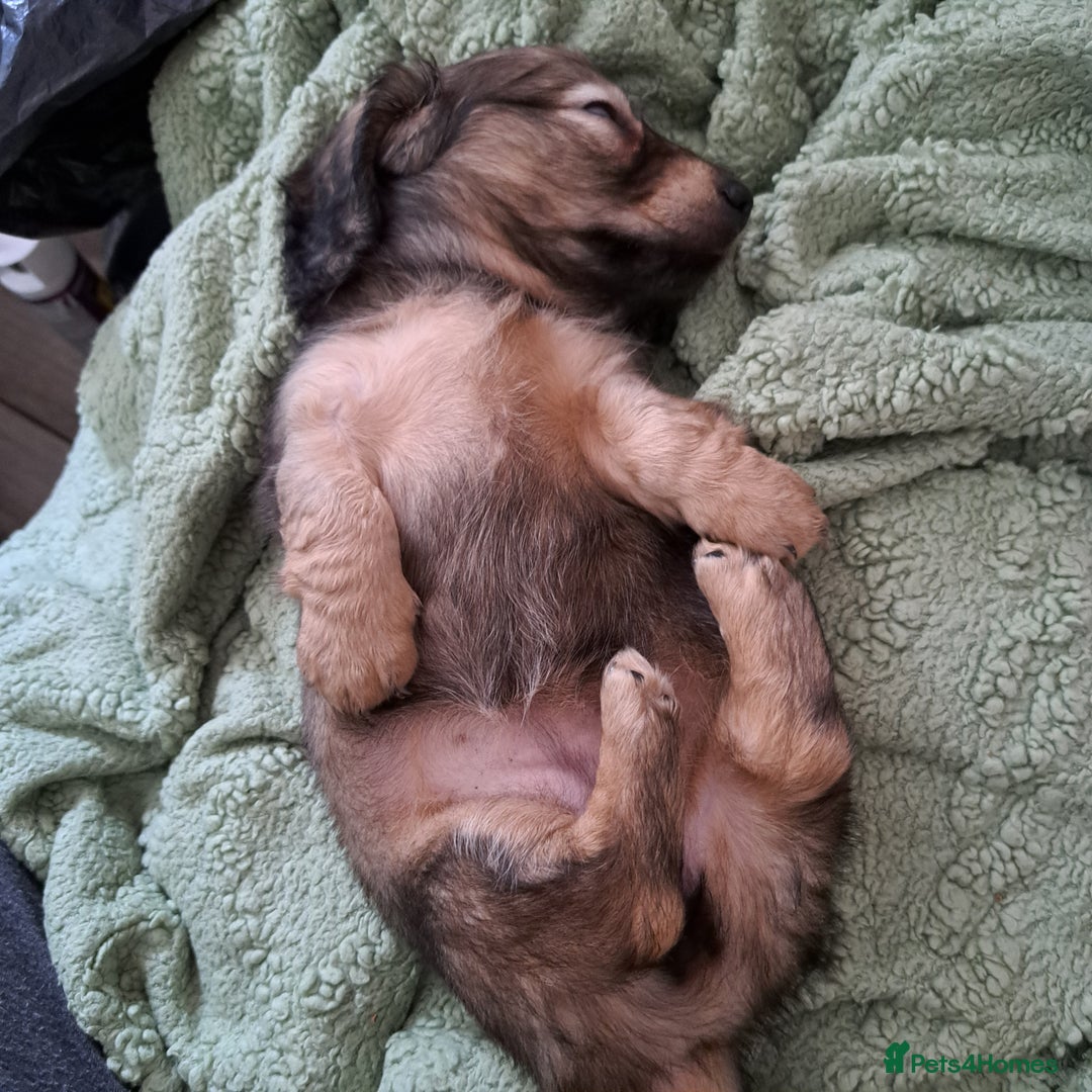 Miniature Dachshund dogs for sale: 3 Cute Longhaired Mini Dachshunds Pedigree - Image 16