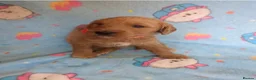 Goldendoodle dogs for sale: F1B Golden doodle Puppies  - Advert 7