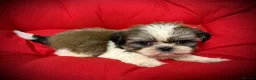 Shih Tzu dogs for sale: PURE TINY SHIH TZU PUPPIES😍 - Advert 11