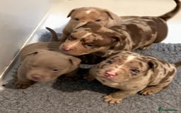 American Bully dogs for sale: Pocket bully puppies  - Image 1