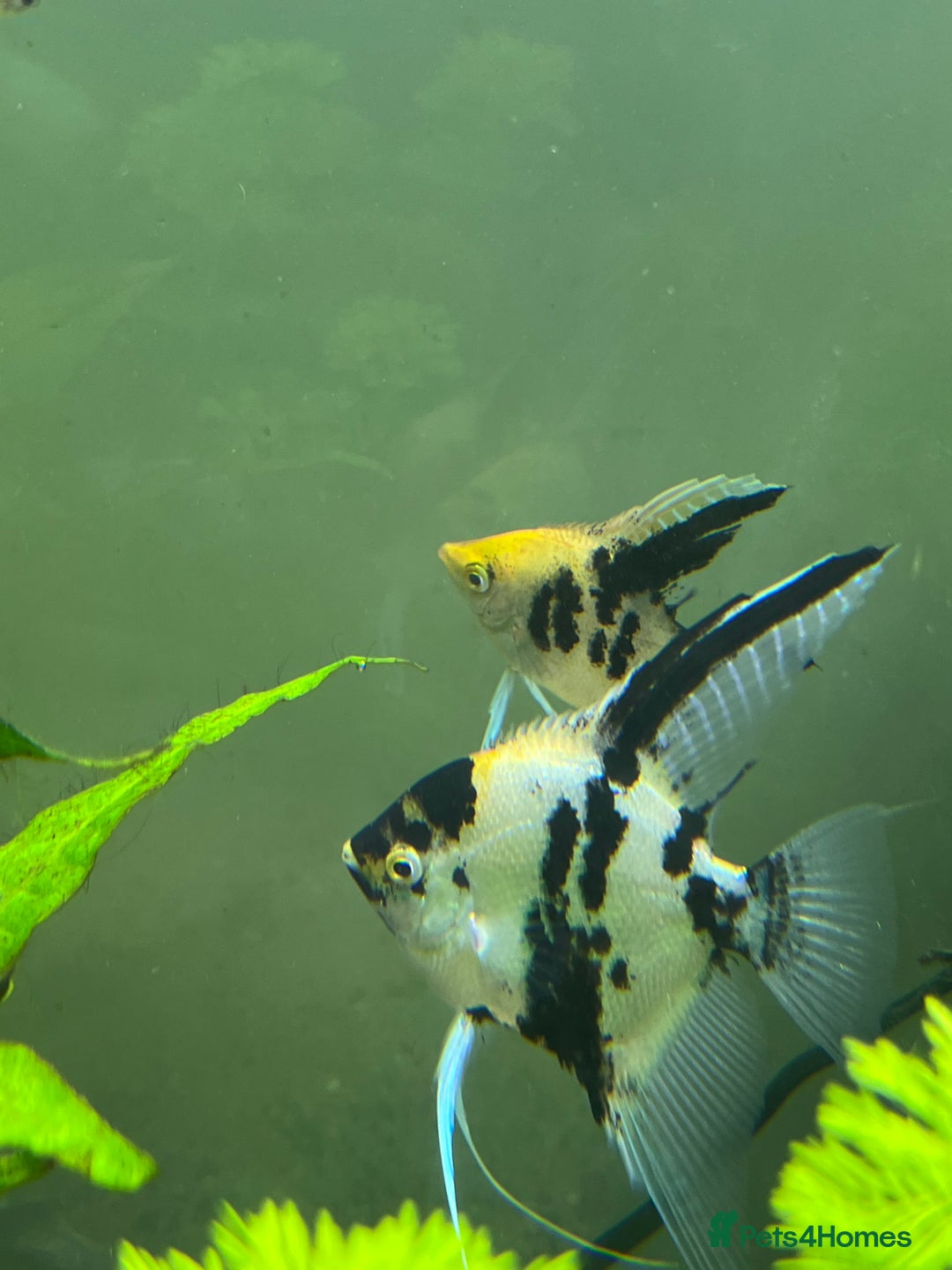 Angelfish fish for sale: Koi Angel fish babies - Image 2