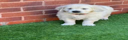 Golden Retriever dogs for sale: Golden retriever puppies for sale  - Advert 6