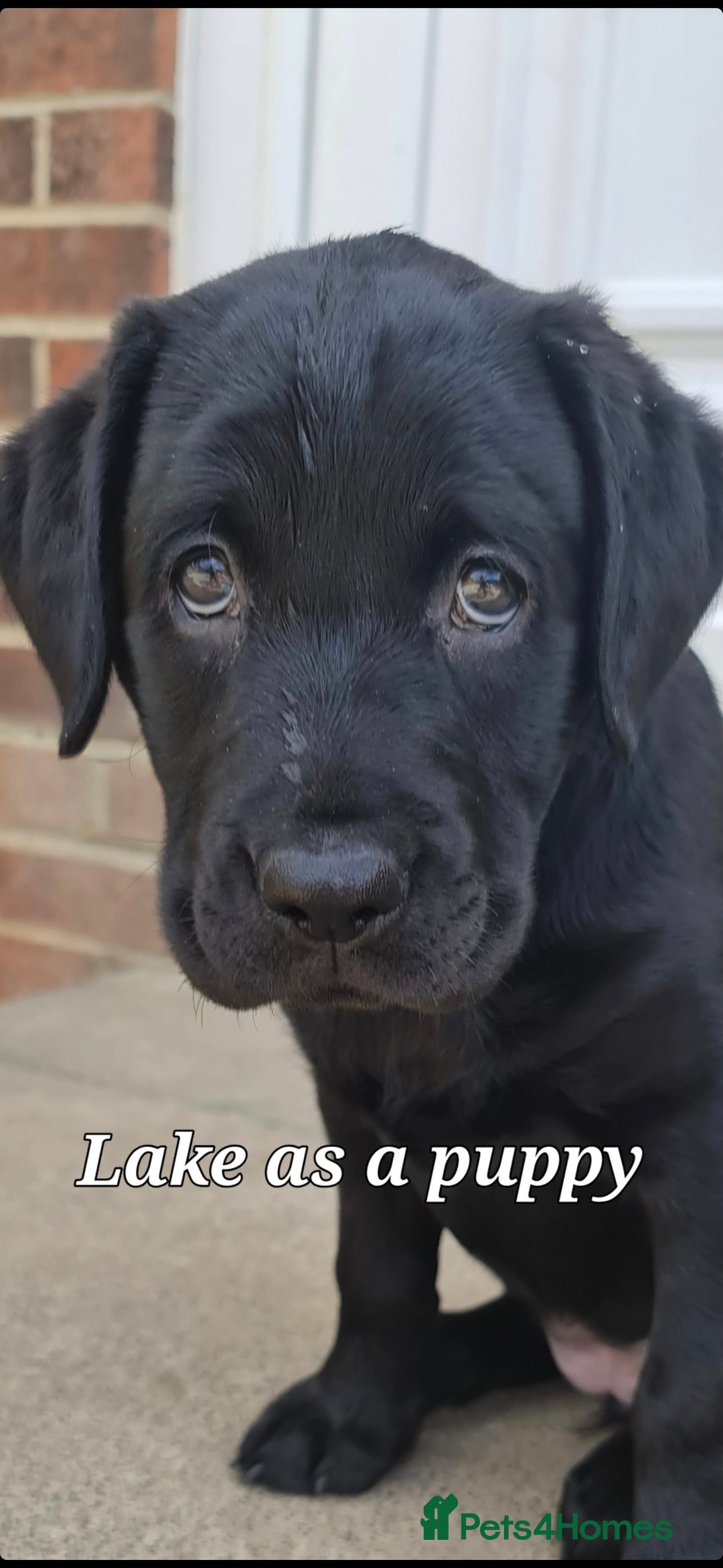 Labrador Retriever dogs for sale: 💫Stunning chocolate and black labrador pups 💫 - Image 22