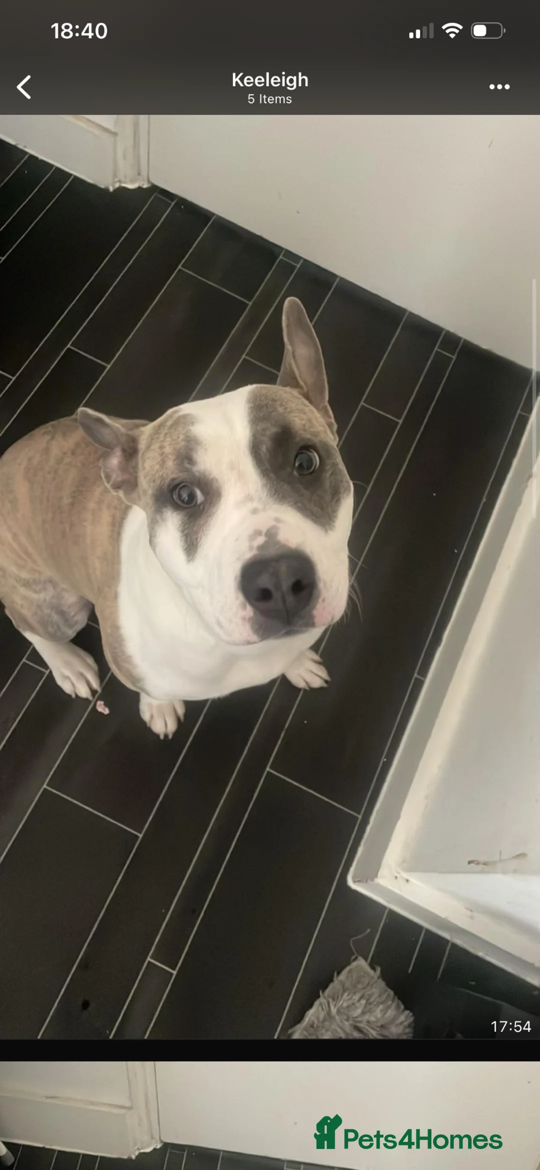 Mixed Breed dogs for sale: Staffordshire bull terrier  in London - Advert 3