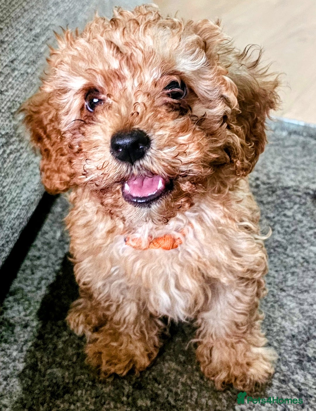 Cavapoo dogs for sale: Beautiful cavapoo litter - Image 10
