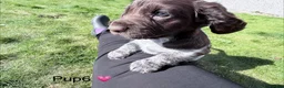 Cocker Spaniel dogs for sale: Cocker Spaniel puppies  in Orkney - Advert 8