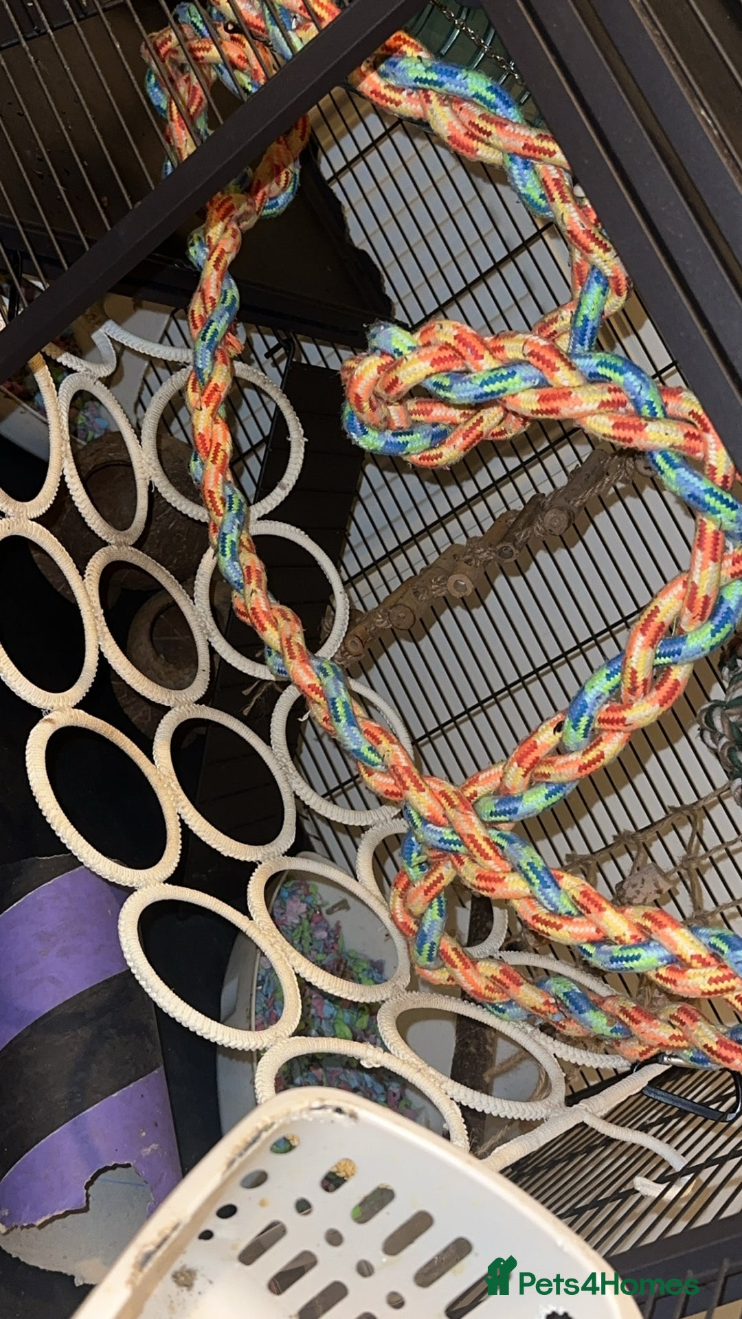 Rat rodents for sale: 2 female bold rats with cage and accessories  - Advert 5