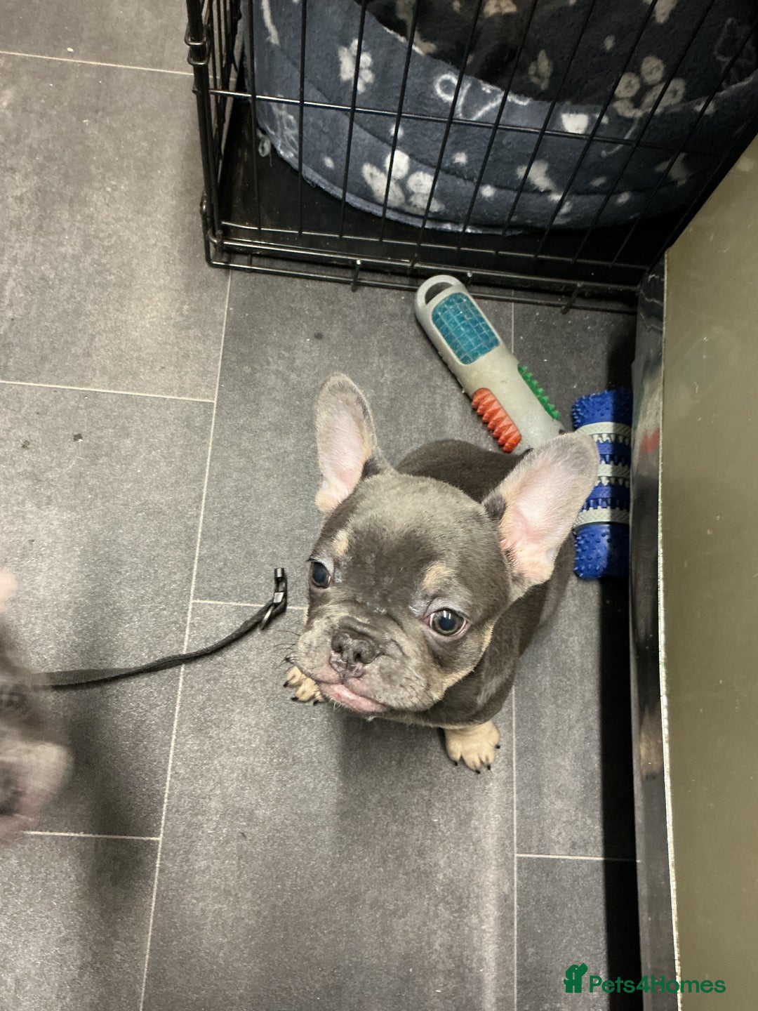 French Bulldog dogs for sale: Adorable Frenchie Puppies - Advert 11
