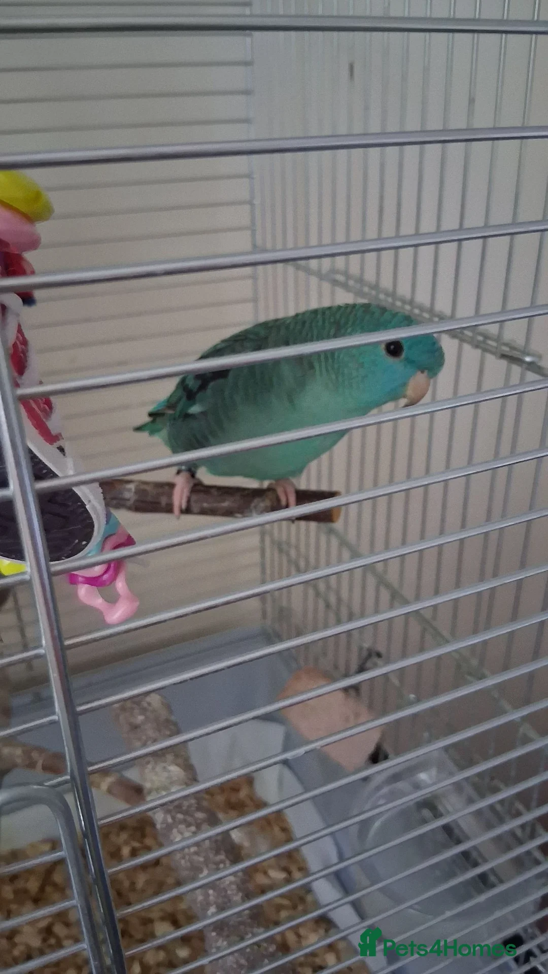Parakeets birds for sale: Male Lineolated Parakeet - Blue/ Turquoise  in Bordon - Advert 2