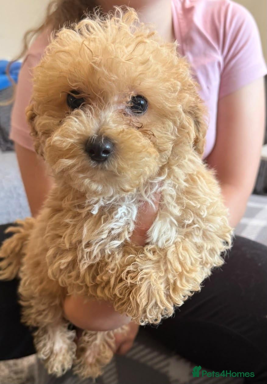 Poochon dogs Health Tested Fully Vaccinated Poochon Puppies - Advert 1