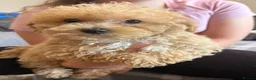 Poochon dogs for sale: Health Tested Fully Vaccinated Poochon Puppies  - Advert 3