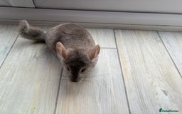 Chinchilla rodents for sale: Trio of Young Males - Image 11
