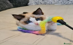 Ragdoll cats for sale: Boy Purebred Ragdolls – Loving Homes Needed - Image 13