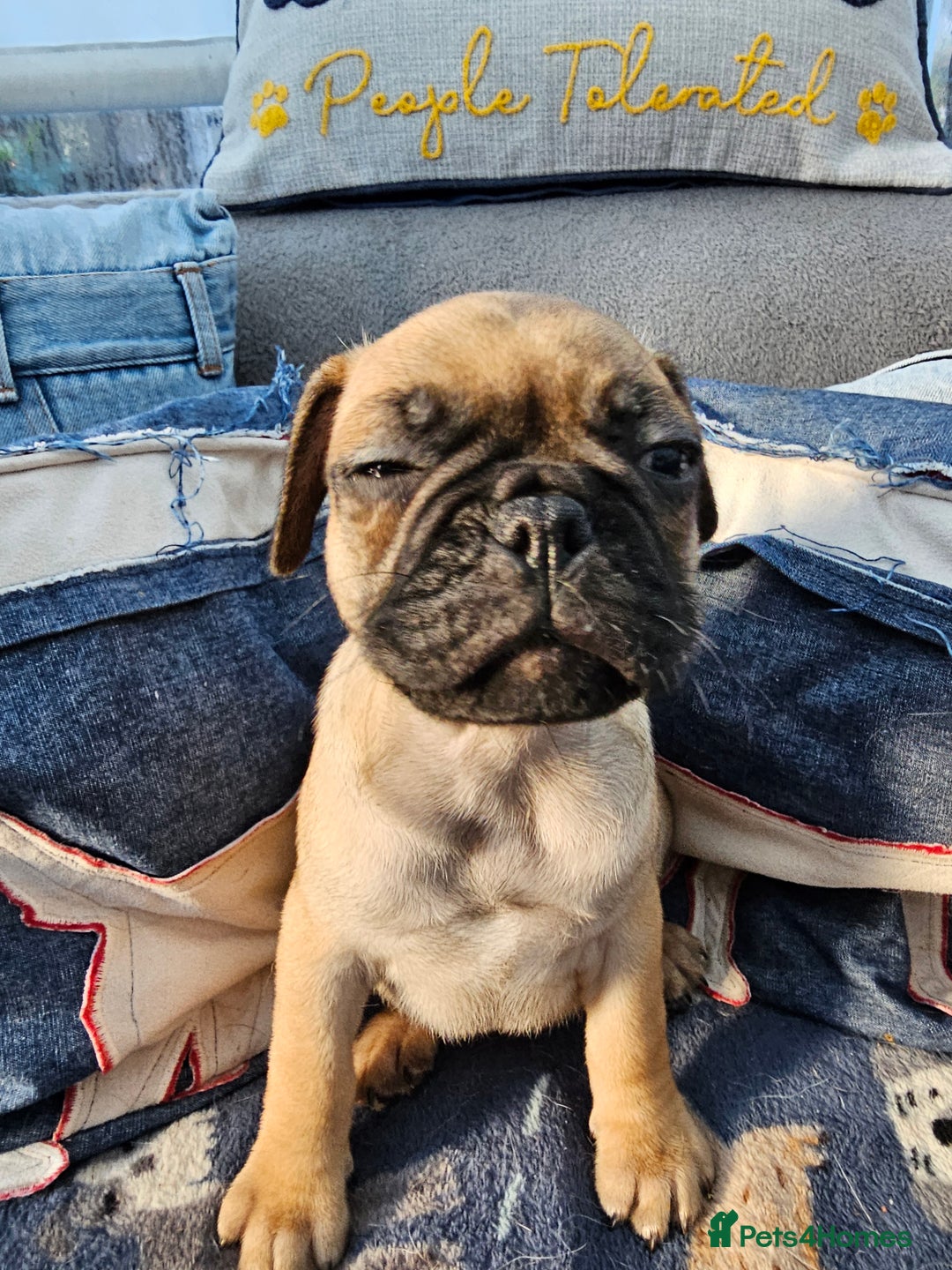 Frug dogs for sale: Frug puppies - Image 13