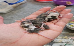 Mouse rodents for sale: Baby fancy mice - Image 7