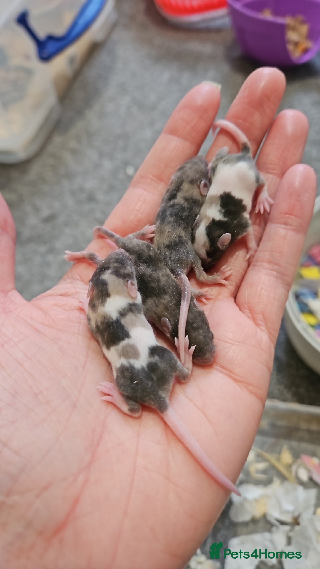 Mouse rodents for sale: Baby fancy mice - Image 7