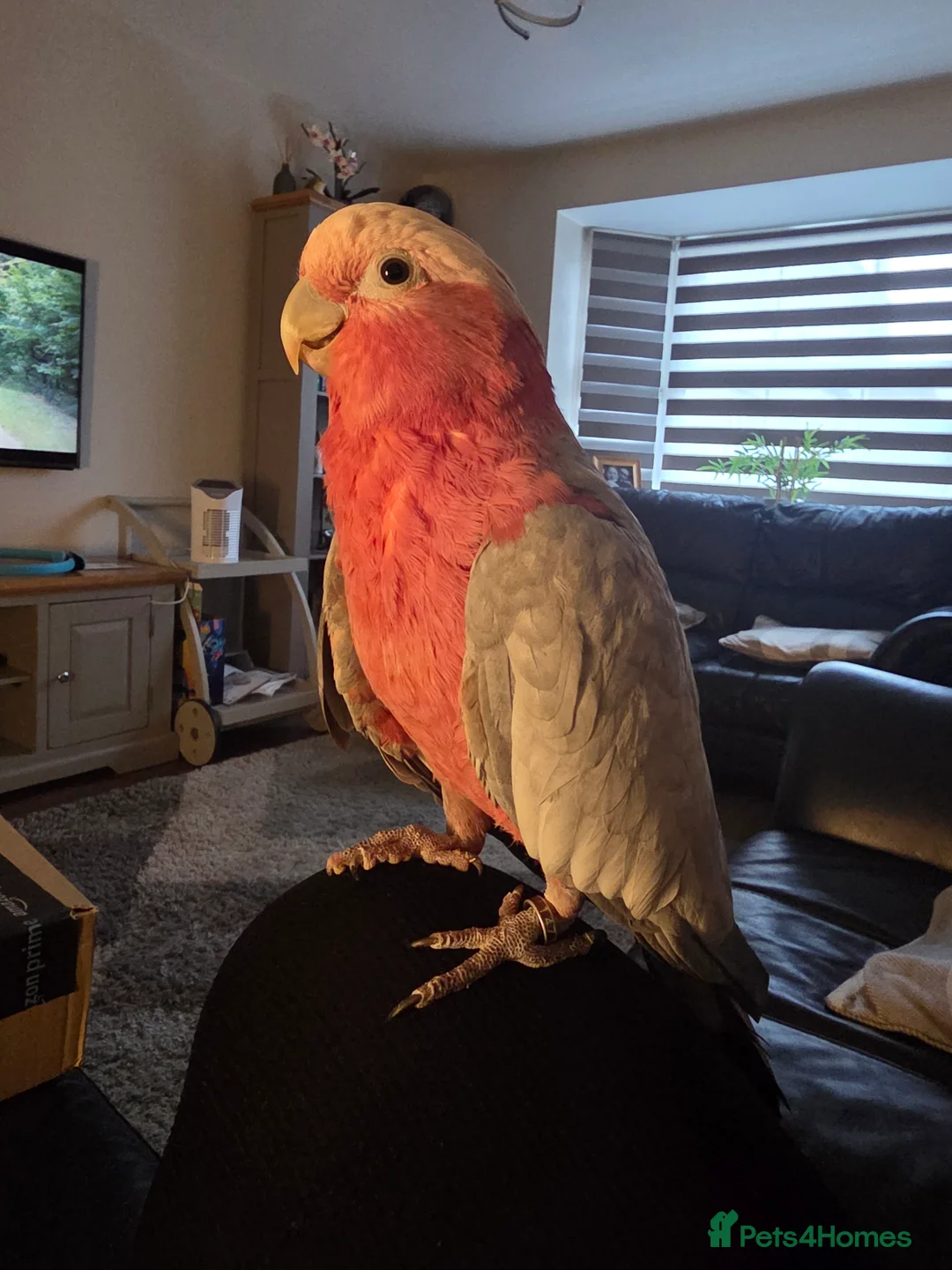 Cockatoo birds for sale: Ghoulia cockatoo  - Advert 2