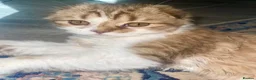 Scottish Fold cats for sale: beautiful scottish fold boy kitten  - Advert 2