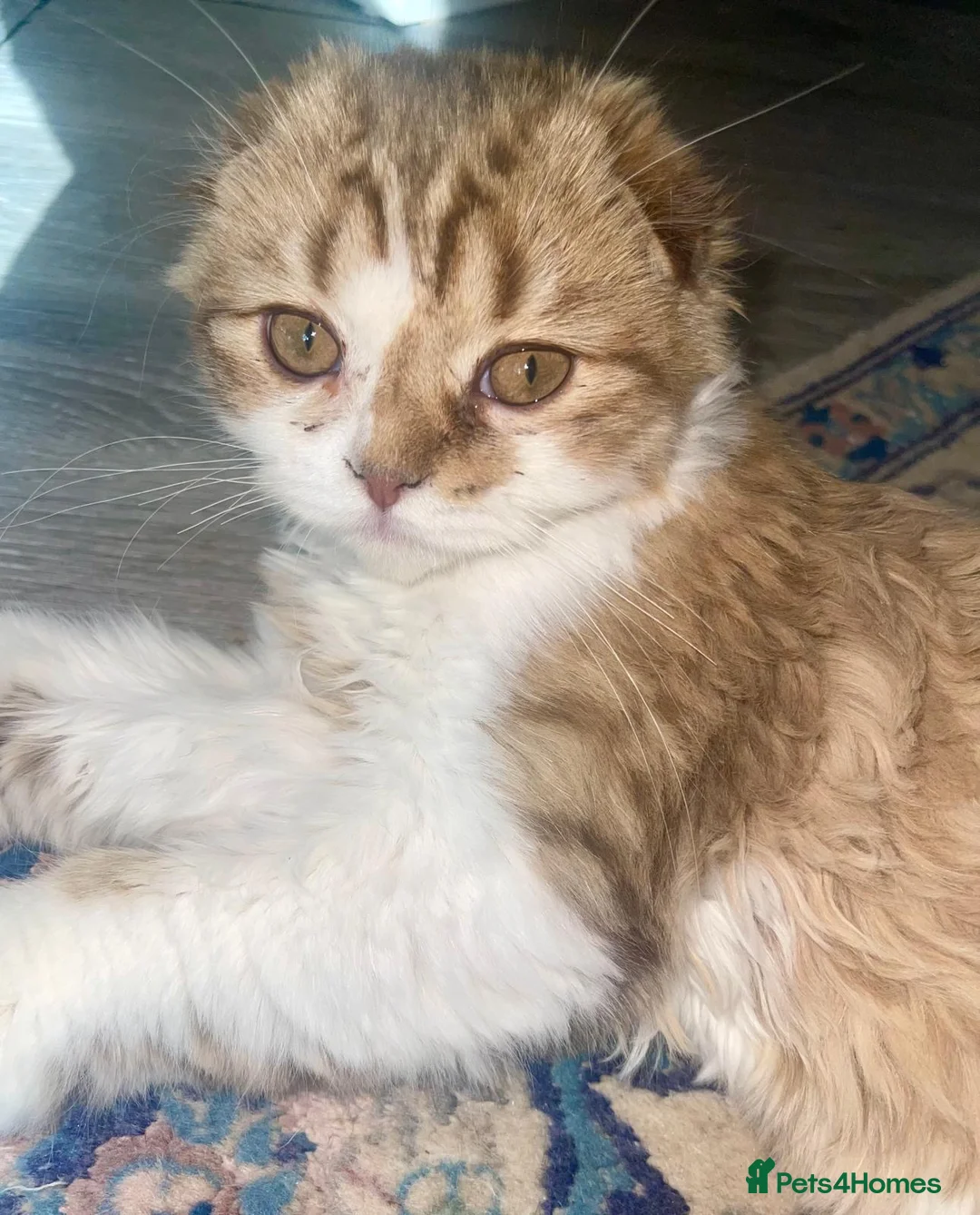Scottish Fold cats for sale: beautiful scottish fold boy kitten  - Advert 2