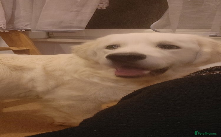 Golden Retriever dogs - Advert 1