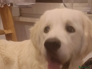 Golden Retriever dogs - Advert 3