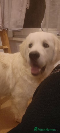 Golden Retriever dogs - Advert 1