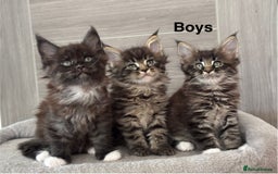 Maine Coon cats for sale: TICA DNA tested 5 Gen Pedigree  - Image 1