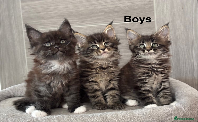 Maine Coon cats - Advert 15