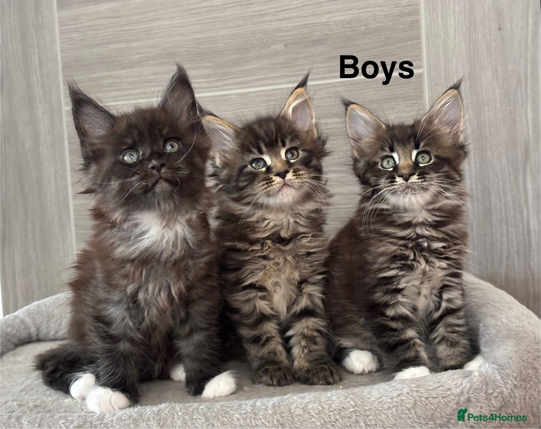 Maine Coon cats for sale: TICA DNA tested 5 Gen Pedigree  - Image 1