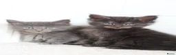 Maine Coon cats for sale: RUSSIAN XL GCCF SMOKE KITTENS - Advert 14