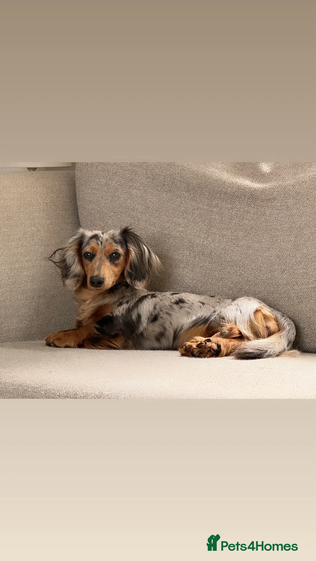 Miniature Dachshund dogs for sale: Miniature Dachshund Puppies – Ready From 4th July - Advert 2
