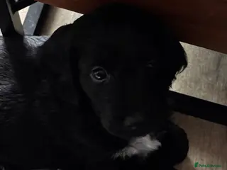 Cockapoo dogs F2 Cockapoo Pup - last boy left - Advert 1