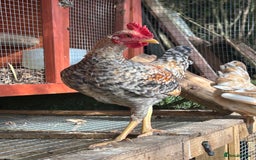 Chickens poultry for sale: Old English game bantam (Carlise type) cockerel  - Image 7