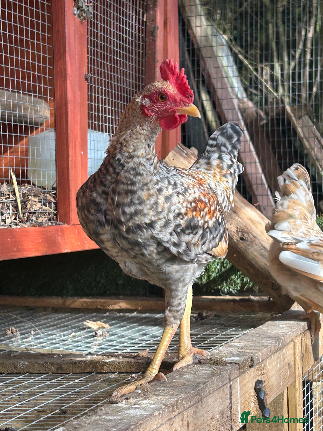 Chickens poultry for sale: Old English game bantam (Carlise type) cockerel  - Image 7