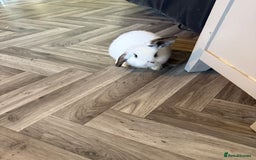 Mini Lop rabbits for sale: 🐇 Two Sweet Male Bunnies Need Forever Homes 🐇 - Image 5