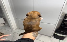 Miniature Dachshund dogs for sale: Beautiful Longhair miniature Dachshund - Image 22