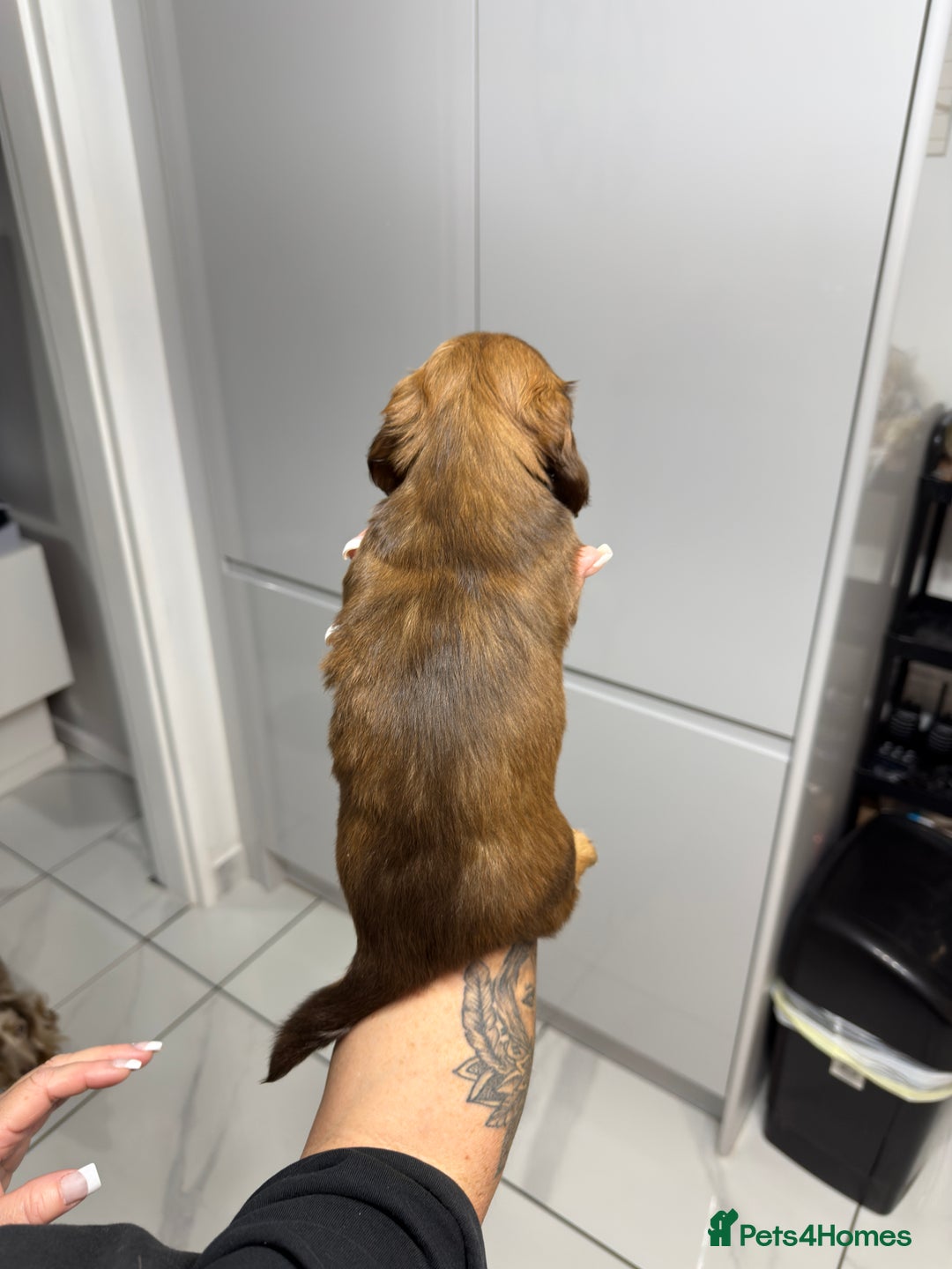 Miniature Dachshund dogs for sale: Beautiful Longhair miniature Dachshund - Image 22