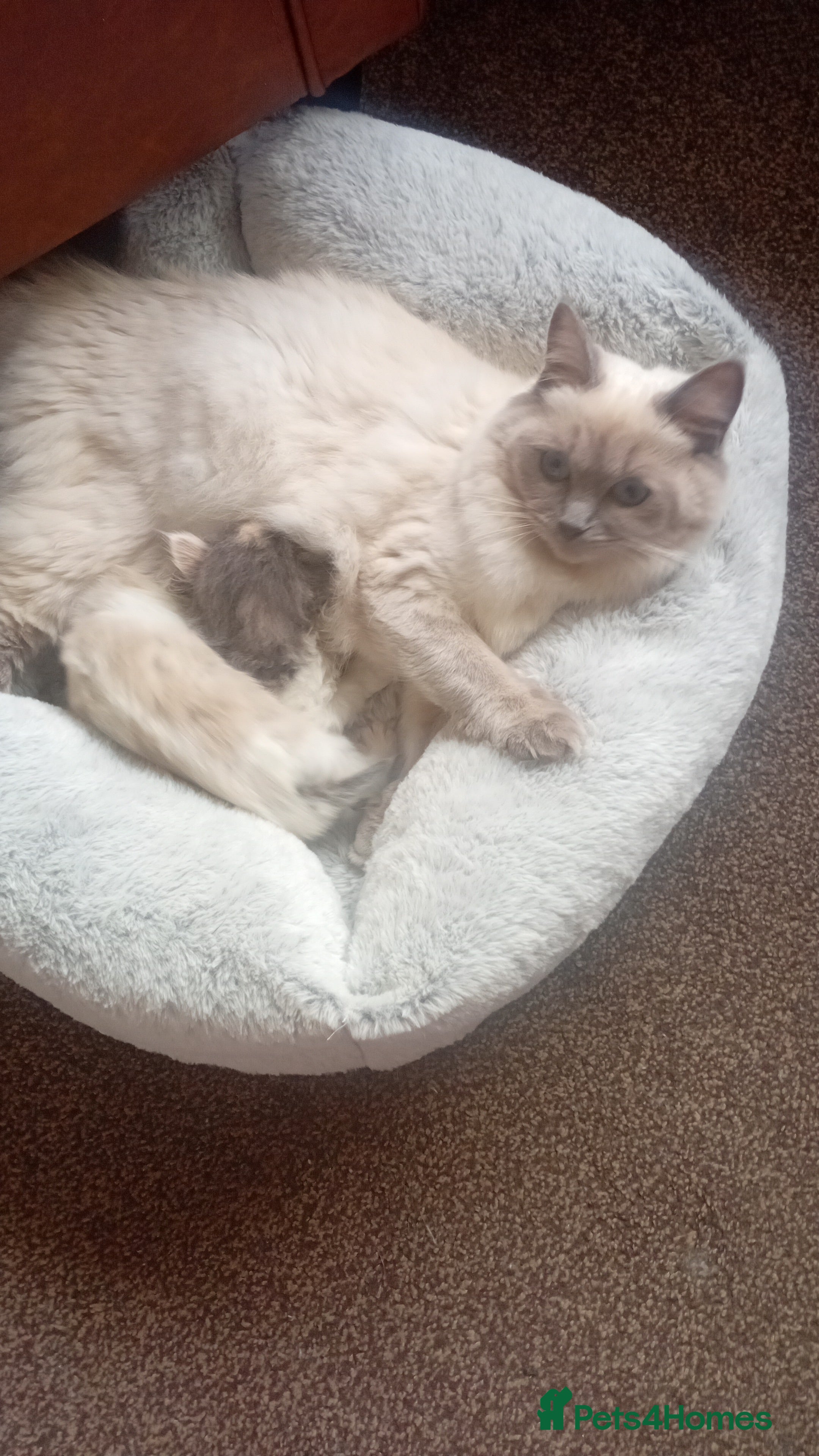 Mixed Breed cats Milky ,oreo - Advert 1