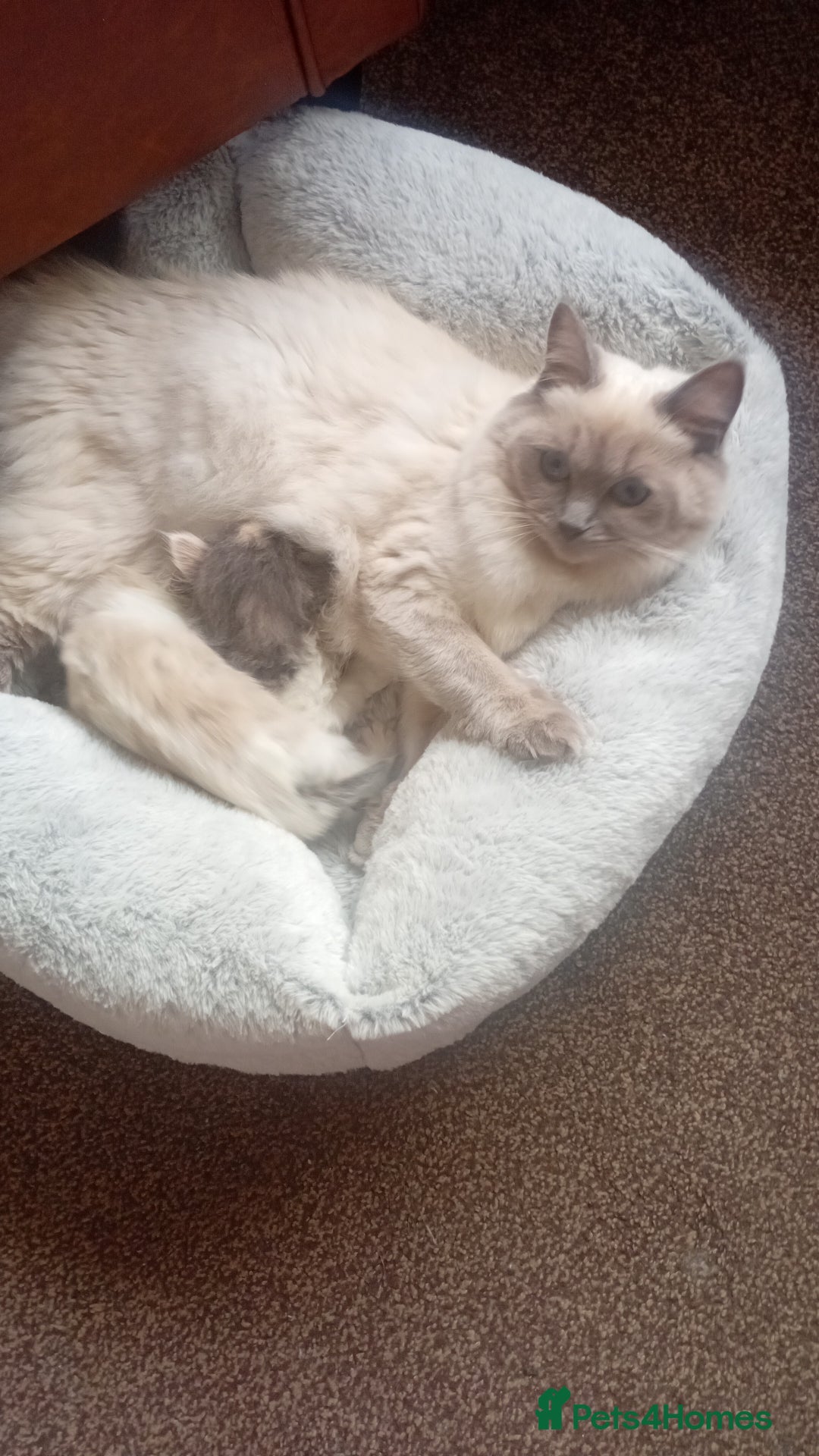 Mixed Breed cats for sale: Milky ,oreo - Advert 1