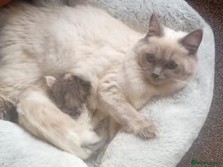 Mixed Breed cats Milky ,oreo - Advert 7