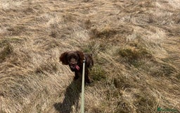 Cocker Spaniel dogs for sale: 1 year old Bambi cocker spaniel  read description - Image 10