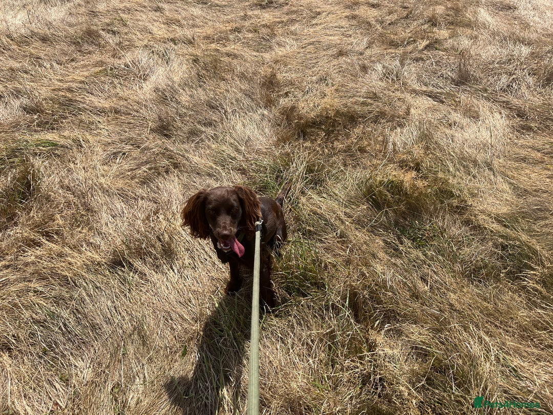 Cocker Spaniel dogs for sale: 1 year old Bambi cocker spaniel  read description - Image 10