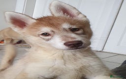 Siberian Husky dogs for sale: KC litter 5* rating by buyers REDUCED  - Image 27