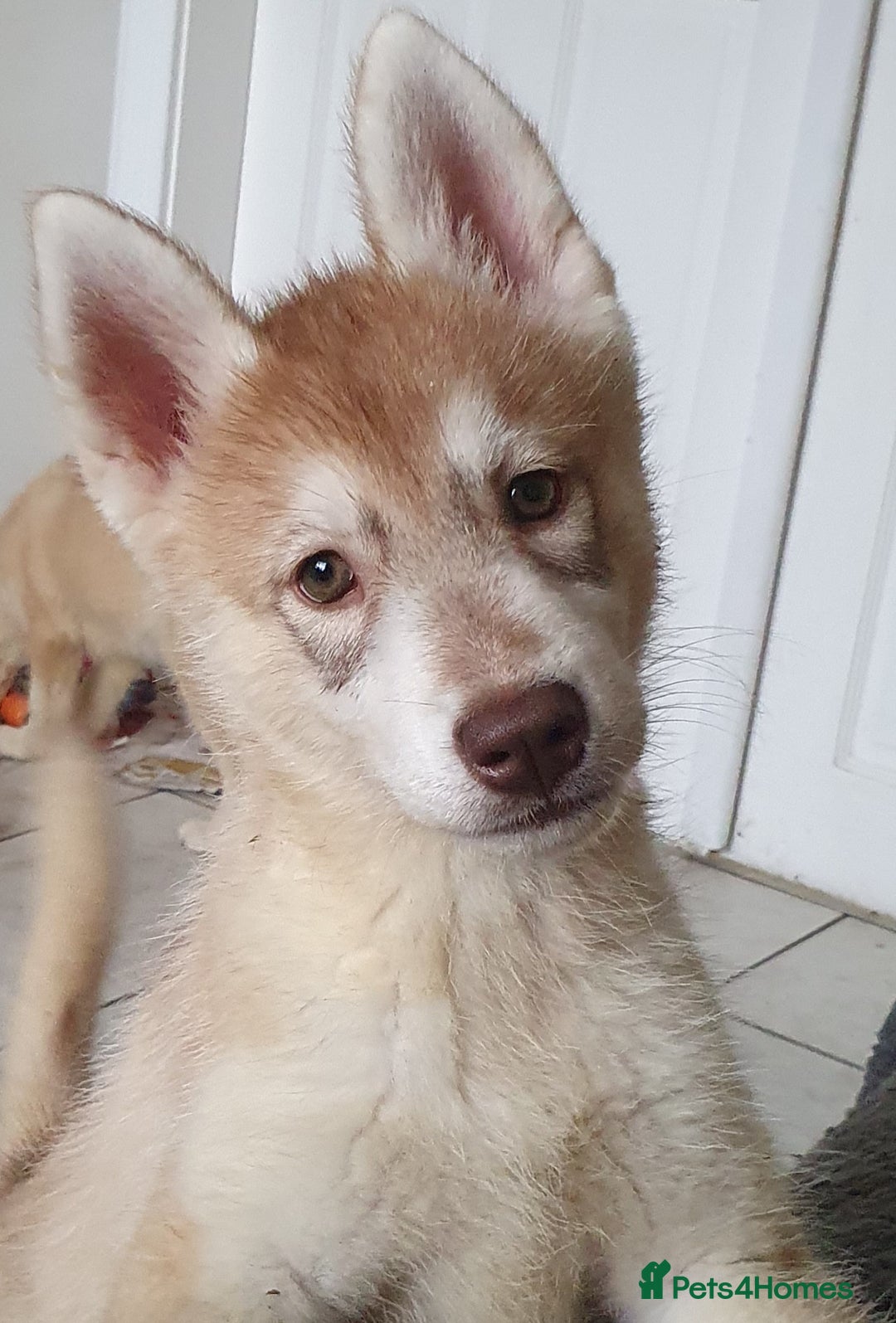 Siberian Husky dogs for sale: KC litter 5* rating by buyers REDUCED  - Image 27